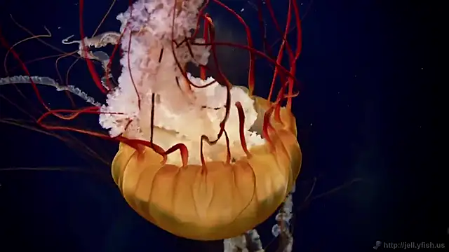 Snapshot of streamy_test12 chatting on 10-21-25, 07:42 streamy test12 online show from 10-21-25, 07:42