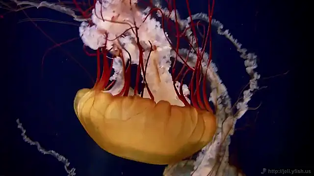 Snapshot of streamy_test12 chatting on 11-05-25, 11:54 streamy test12 online show from 11-05-25, 11:54