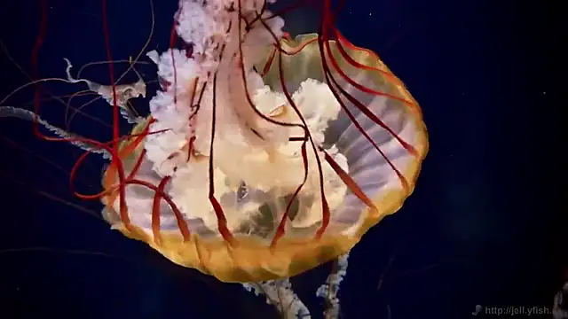 Snapshot of streamy_test12 chatting on 12-04-25, 01:53 streamy test12 online show from 12-04-25, 01:53