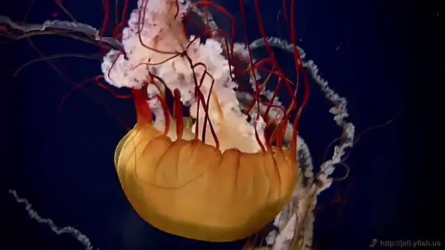 Snapshot of streamy_test12 chatting on 12-15-25, 03:05 streamy test12 online show from 12-15-25, 03:05