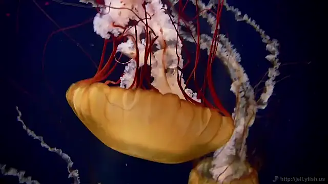 streamy test12 online show from 02-05-26, 09:36