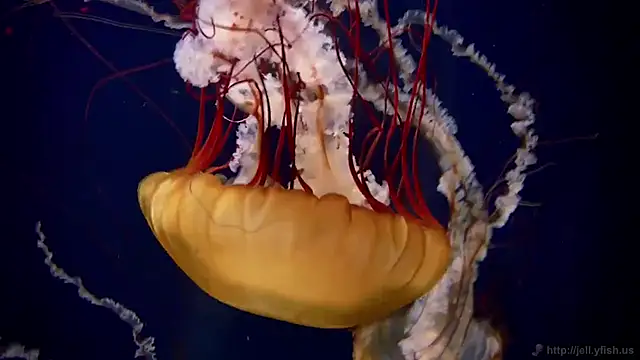 Snapshot of streamy_test13 chatting on 02-04-25, 08:13 streamy test13 online show from 02-04-25, 08:13