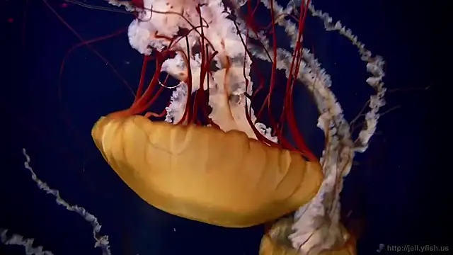 Snapshot of streamy_test13 chatting on 10-20-25, 01:55 streamy test13 online show from 10-20-25, 01:55