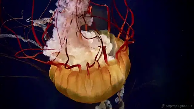 streamy test15 online show from 12-03-24, 10:06