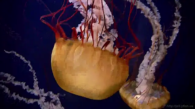 streamy test15 online show from 12-19-24, 11:07