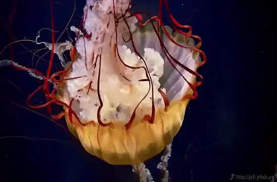 streamy test15 online show from 02-03-25, 08:13