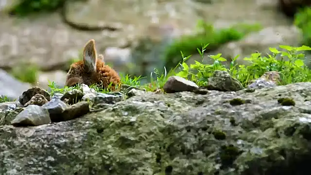 streamy test15 online show from 03-03-25, 08:16