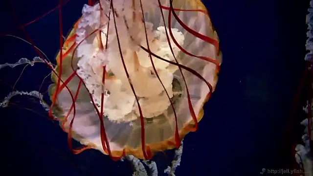 streamy test15 online show from 09-24-25, 07:55