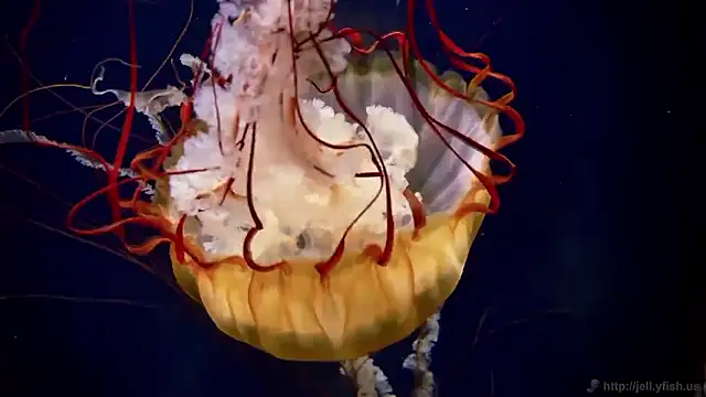 streamy test15 online show from 11-04-25, 11:53