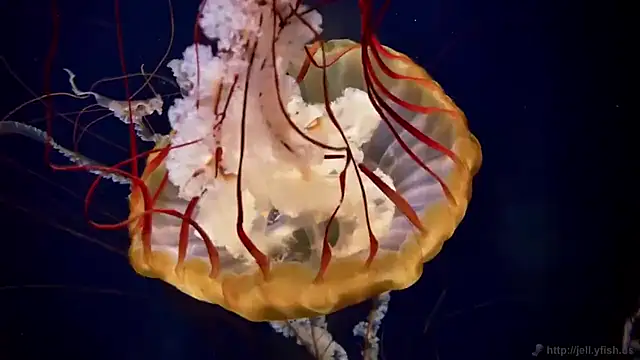 streamy test15 online show from 02-12-26, 01:39