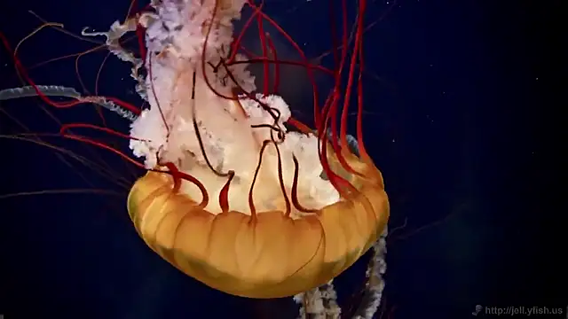 streamy test15 online show from 02-18-26, 09:38