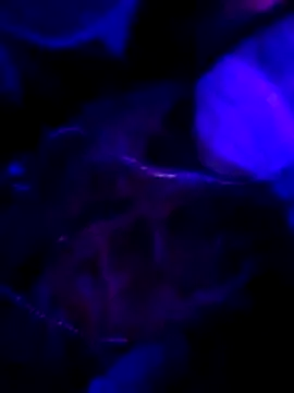 Snapshot of Hotpussy3ox chatting on 02-01-26, 11:03 Hotpussy3ox online show from 02-01-26, 11:03