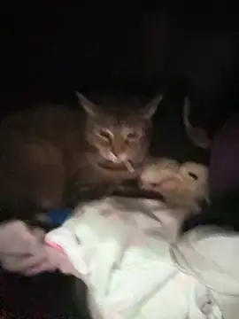 ThicBunz online show from 01-14-26, 11:42