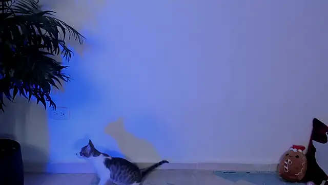 Snapshot of wendymoah chatting on 12-17-24, 03:28 wendymoah online show from 12-17-24, 03:28