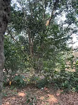 Hot Urvi online show from 04-23-26, 09:41