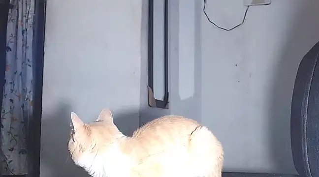 sofi doll77 online show from 03-01-25, 10:53