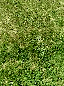 Snapshot of Gururonny07 chatting on 03-05-25, 07:49 Gururonny07 online show from 03-05-25, 07:49