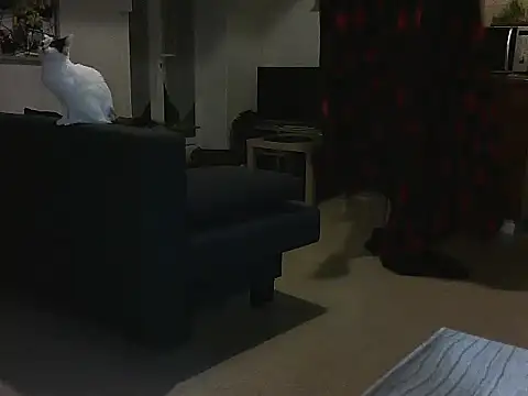 Lauzo21 online show from 03-05-25, 03:51