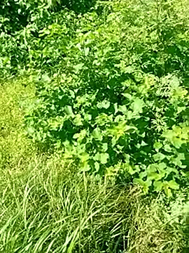 Snapshot of Khaleyssi chatting on 03-02-26, 07:32 Khaleyssi online show from 03-02-26, 07:32