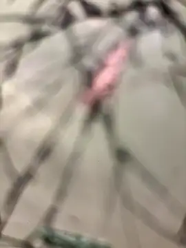 lescro95  online show from 12-14-25, 03:28