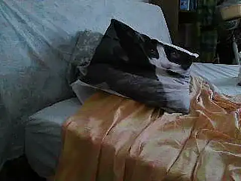 VeneRed online show from 07-10-26, 11:24