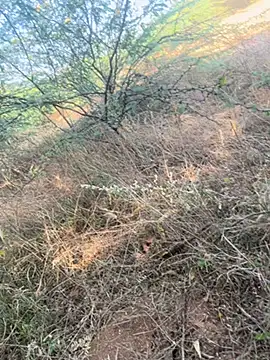 Snapshot of tamil000000 chatting on 03-09-25, 11:03 tamil000000 online show from 03-09-25, 11:03