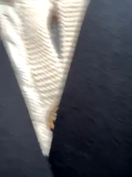 Snapshot of babydolll chatting on 09-19-25, 12:06 babydolll online show from 09-19-25, 12:06