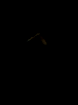 DaWoD030 online show from 01-19-25, 05:18