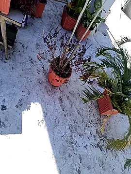 dreamers dick online show from 01-03-25, 06:44