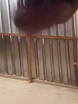 T9nybh3ksta66 online show from 09-14-25, 02:54