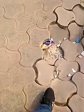 Raj41 online show from 12-02-25, 02:50