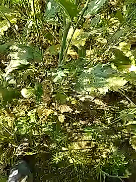 Snapshot of xmanrawan2 chatting on 02-05-25, 05:20 xmanrawan2 online show from 02-05-25, 05:20