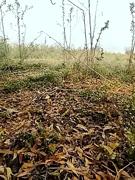 himvilohi08 online show from 02-04-26, 04:07