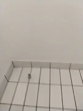 Ajayy01 online show from 10-31-25, 07:42