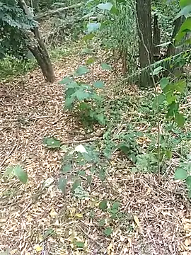 pegaso369 online show from 10-17-25, 01:46