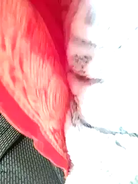 Hut rotu cute online show from 01-12-26, 01:27