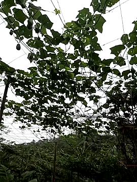 ngan-cute online show from 04-30-26, 07:47