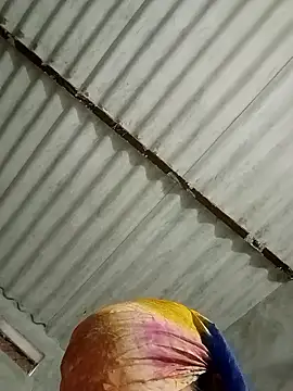 Snapshot of Payal950 chatting on 01-17-26, 01:32 Payal950 online show from 01-17-26, 01:32