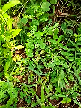 Snapshot of telugumodda4396 chatting on 09-21-25, 07:10 telugumodda4396 online show from 09-21-25, 07:10