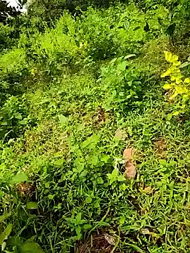 Snapshot of telugumodda4396 chatting on 09-23-25, 08:06 telugumodda4396 online show from 09-23-25, 08:06