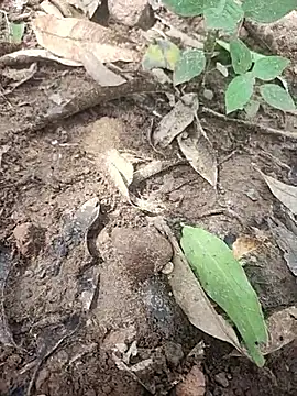 Snapshot of telugumodda4396 chatting on 10-14-25, 05:30 telugumodda4396 online show from 10-14-25, 05:30