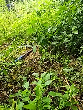 Snapshot of telugumodda4396 chatting on 10-19-25, 06:14 telugumodda4396 online show from 10-19-25, 06:14