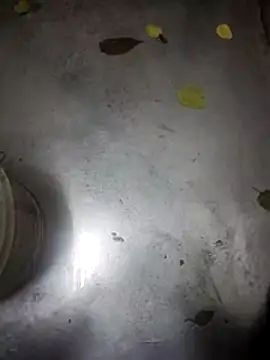 Snapshot of telugumodda4396 chatting on 11-13-25, 09:30 telugumodda4396 online show from 11-13-25, 09:30