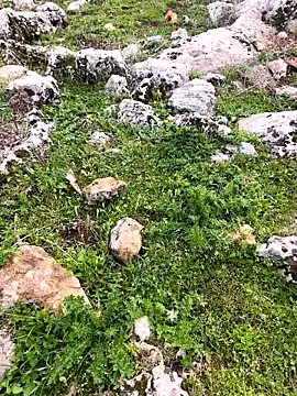 Sert erkek21 ysm online show from 03-26-26, 01:17