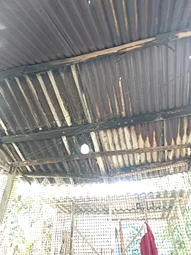 Squirrel-Pear online show from 11-20-25, 03:50