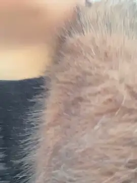 Snapshot of SashaCatt chatting on 11-23-25, 06:57 SashaCatt online show from 11-23-25, 06:57