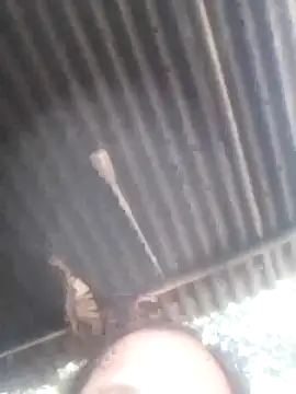 jacka 305 online show from 01-11-26, 06:51