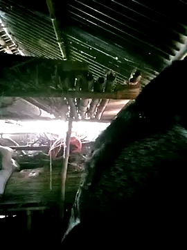 Snapshot of porimoi_505 chatting on 12-15-25, 07:34 porimoi 505 online show from 12-15-25, 07:34