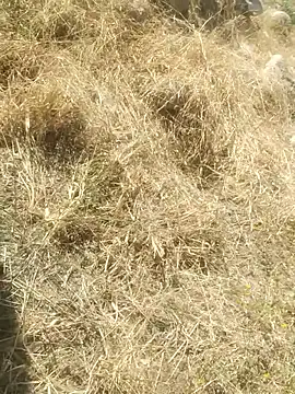 DanielGr27 online show from 12-20-25, 07:10