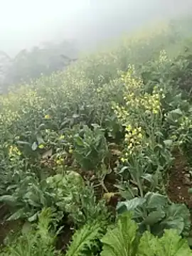 neko-nancy online show from 02-08-26, 02:59